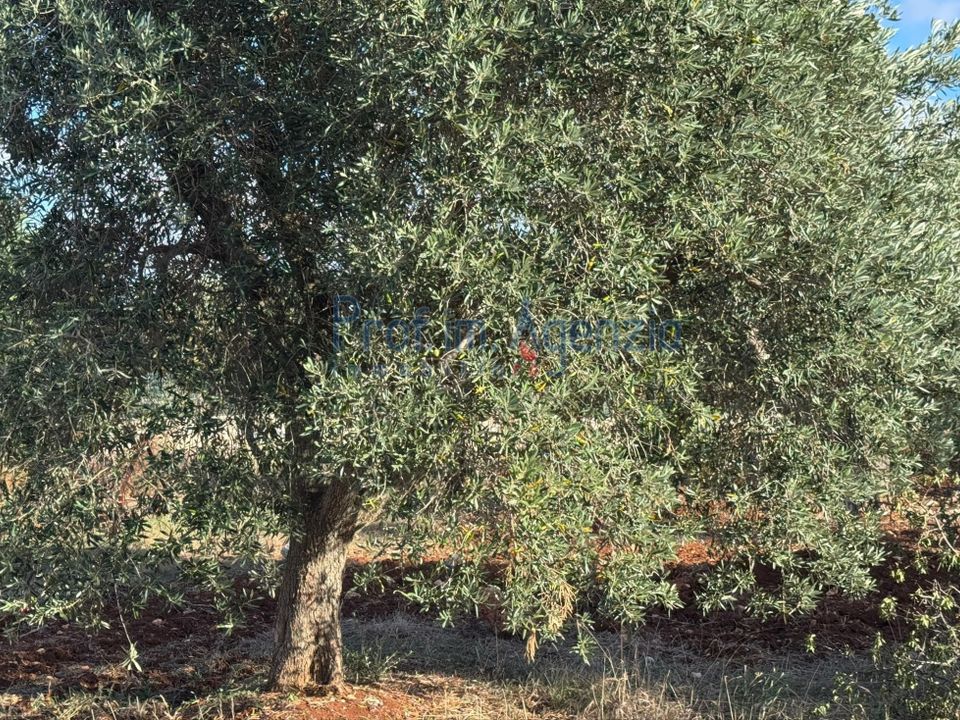 Helårsgrund i Carovigno, Brindisi - foto 5